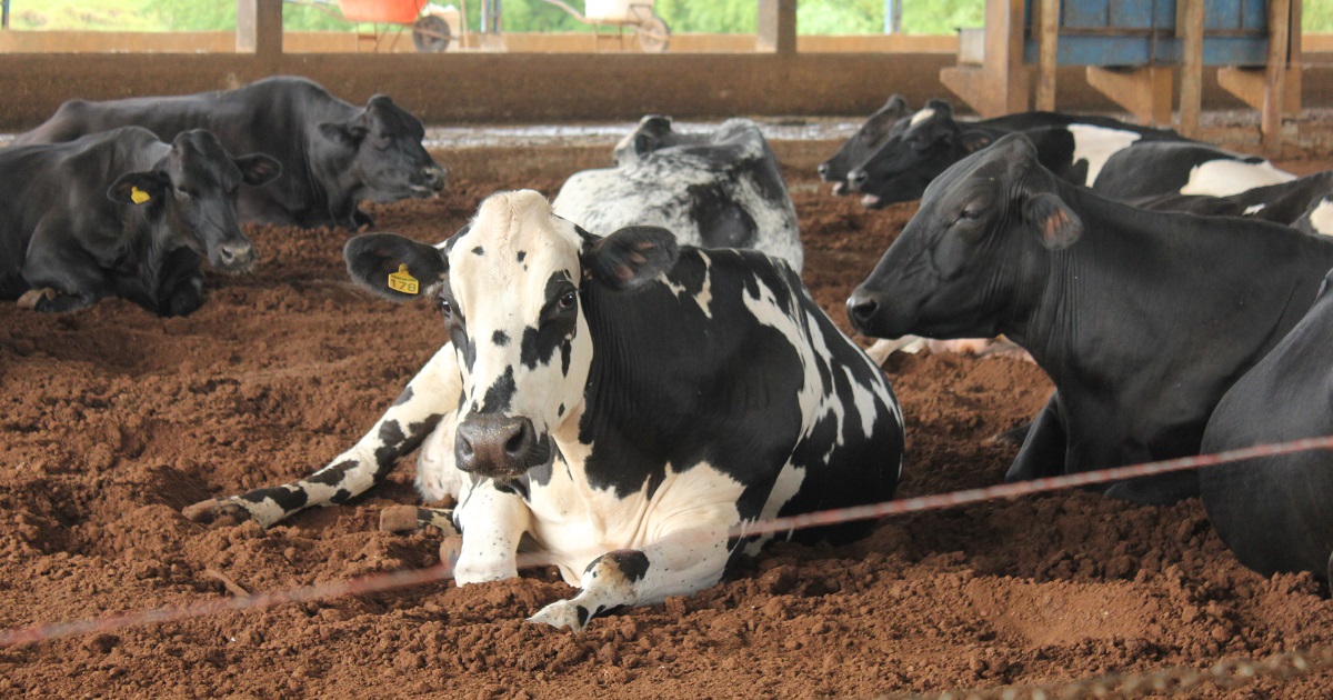 Pós em Manejo de Bovinos Leiteiros Fazu